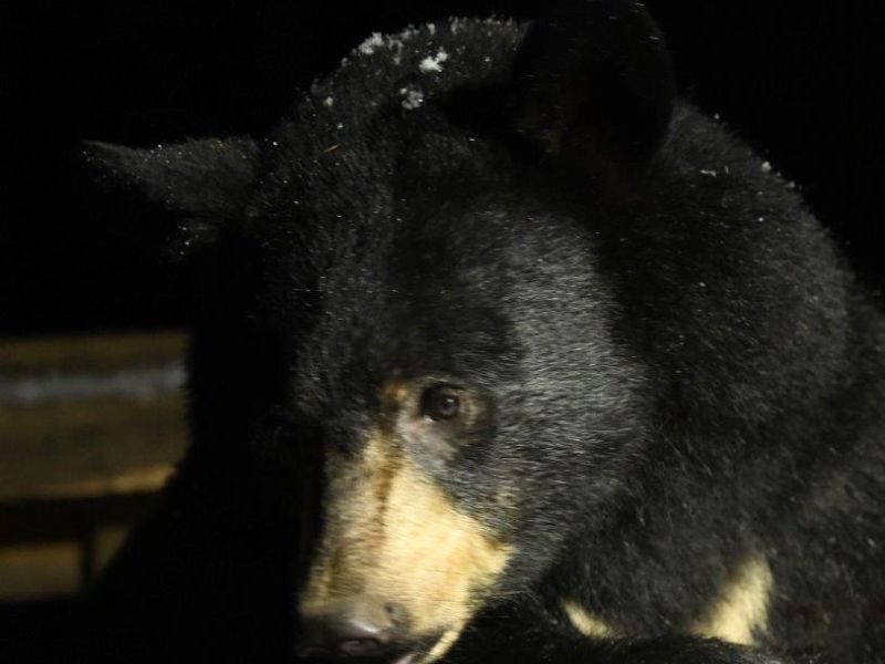 Snow, Bears, Birds, the Fox, and the Courses - UPDATE November 1, 2021