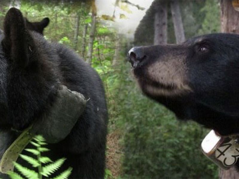 Amazing Bear Muzzles - UPDATE March 1, 2023