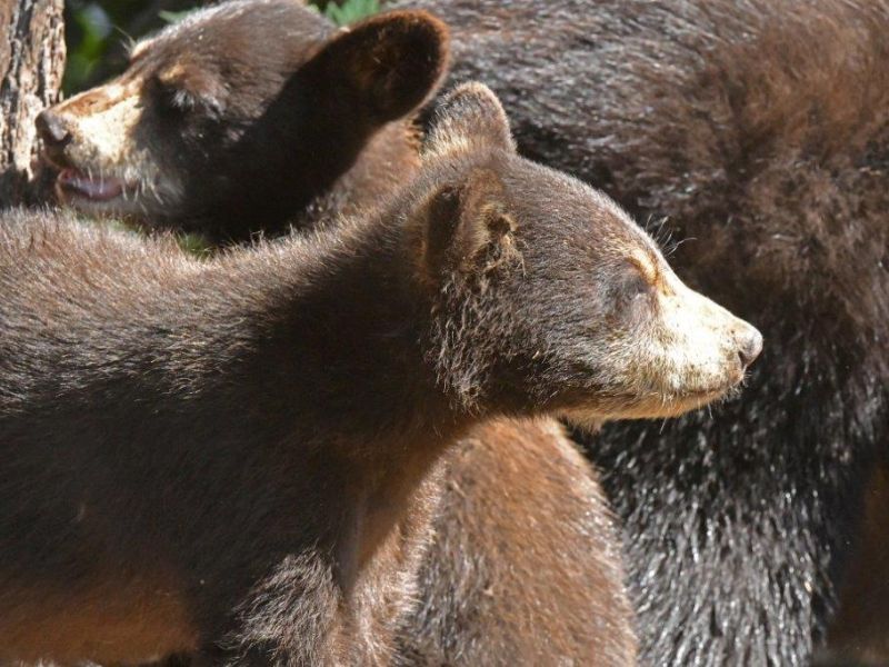 Eagles and Loons and Bears. Oh My! - UPDATE August 24, 2020
