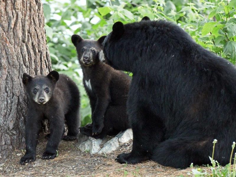Pixie’s Cubs and Chloe’s Surprise Mate - UPDATE June 20, 2022