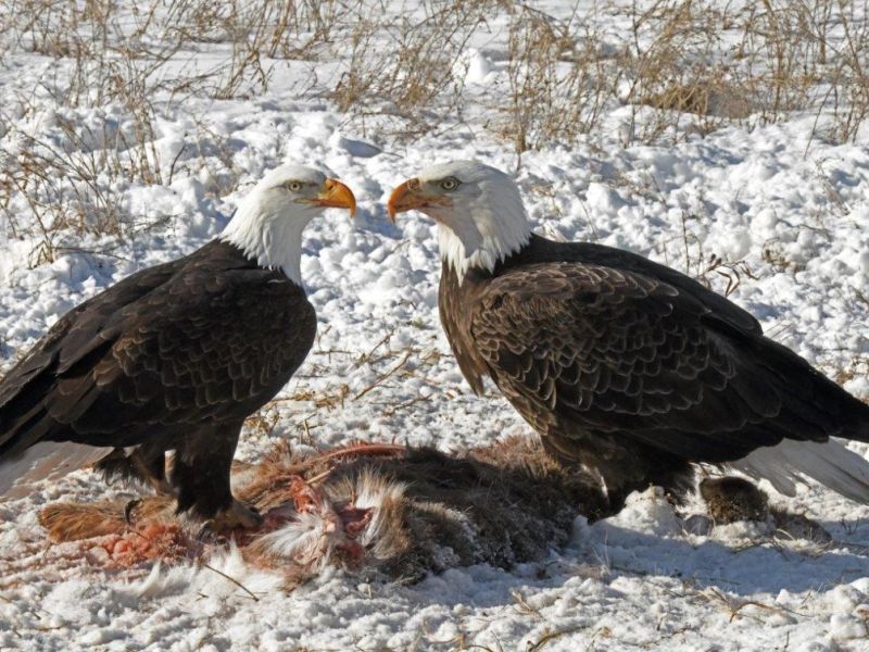 Spanky, Eagles, and Spot - UPDATE March 13, 2021