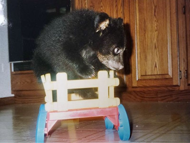 Tasha, Ted, Brown Mystery Bear, and a BBC Rerun - UPDATE October 8, 2020