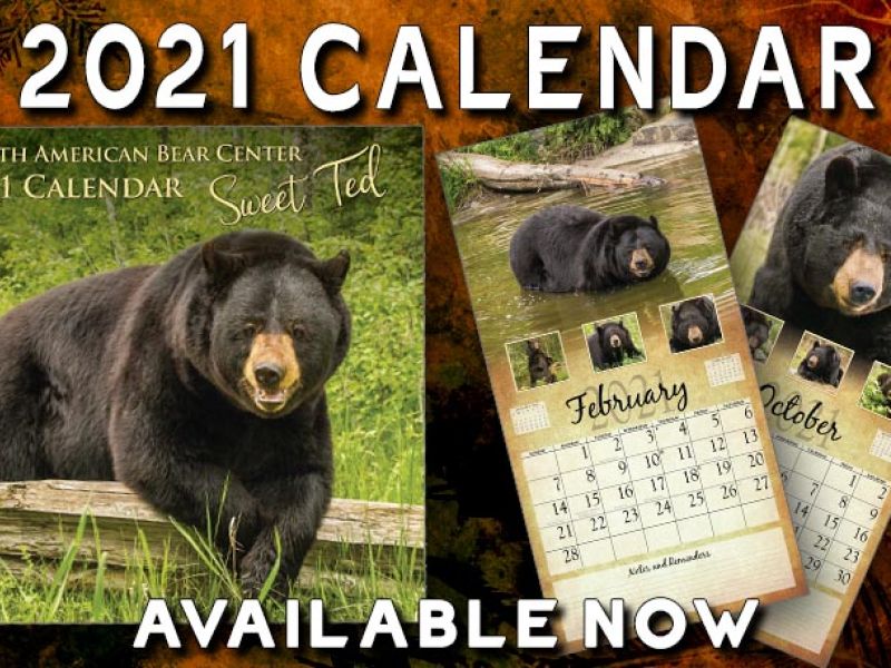 2021 North American Bear Calendars! - UPDATE October 30, 2020