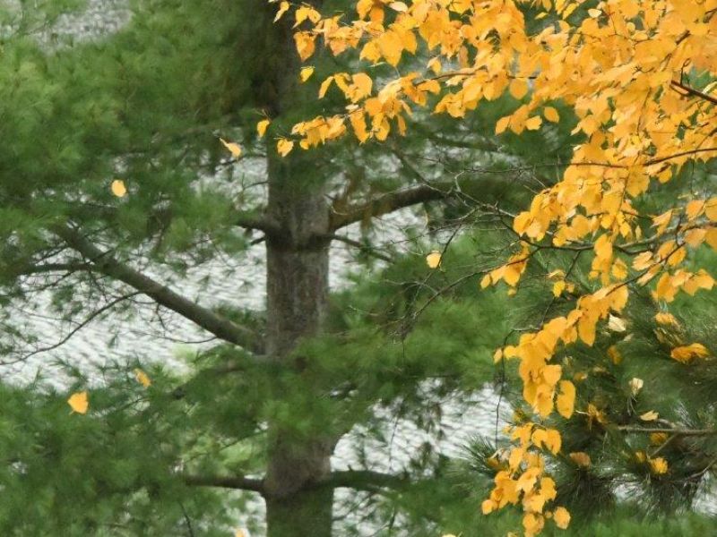 Lucky, Holly, Leaves Falling, and a Meeting - UPDATE October 24, 2023