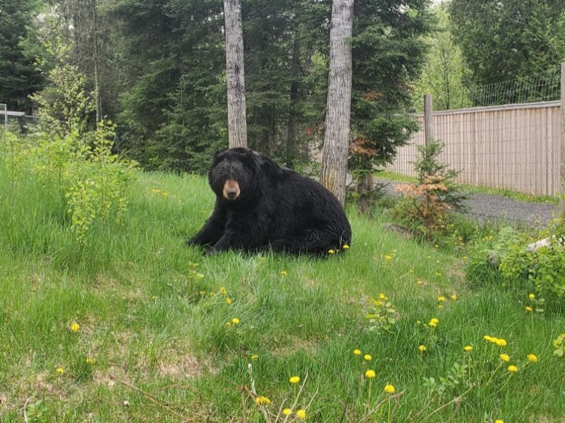 Sharon’s Bear News - UPDATE May 30, 2021