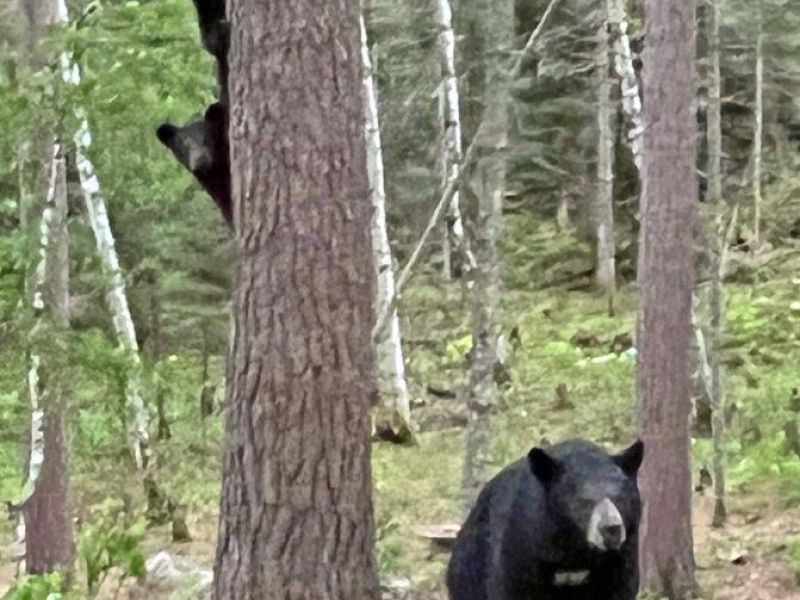 Pixie, Cubs, a Break-up, and the Bird of the Day - UPDATE June 2, 2022