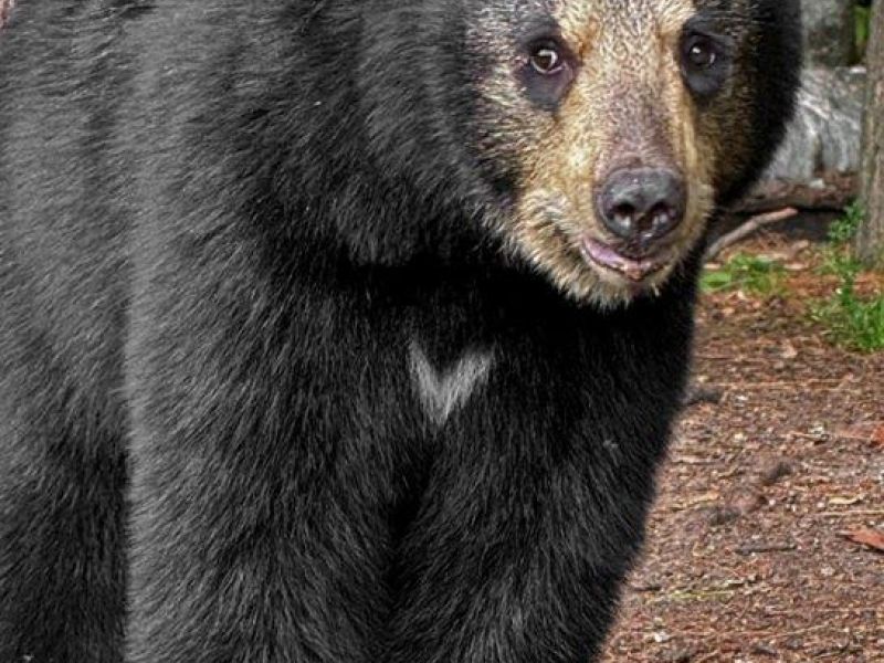 Good Sightings, Good Times - UPDATE August 12, 2024