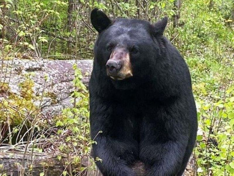Food and Mating Means Fewer Sightings - UPDATE June 5, 2022