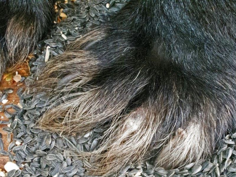 Occasional Bears - UPDATE October 1, 2022