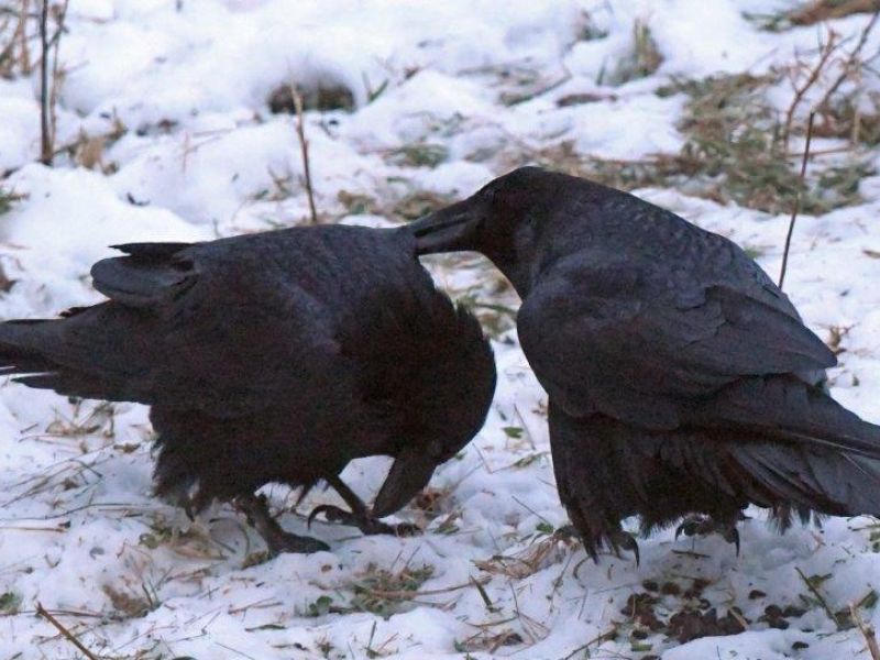 Interactions Between Ravens and with Deer - UPDATE November 27, 2022