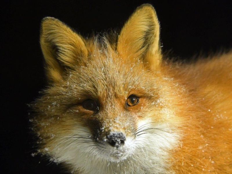 Paperwork, Ted, and the Fox - UPDATE December 29, 2021