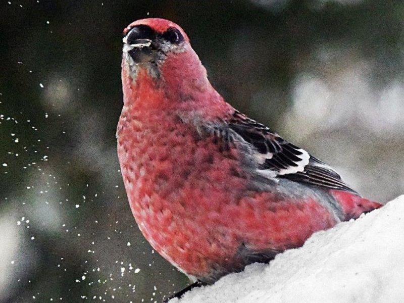 Gray Fox Limping Red Fox, Pine Grosbeak, and Pileated Action - UPDATE February 3, 2023