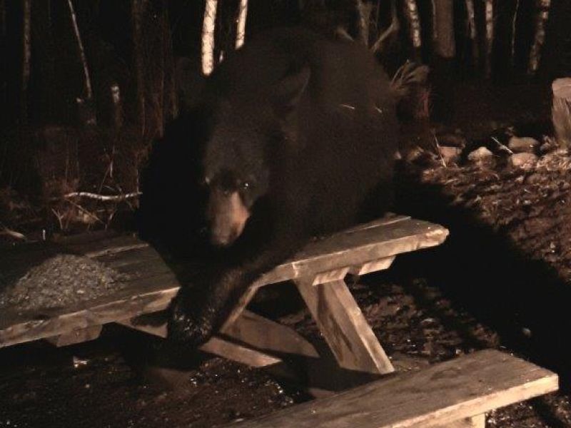 Bears, BD, Birds, and More - UPDATE April 12, 2024