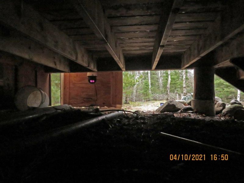 Has Spanky Left His Den for Good? - UPDATE April 12, 2021