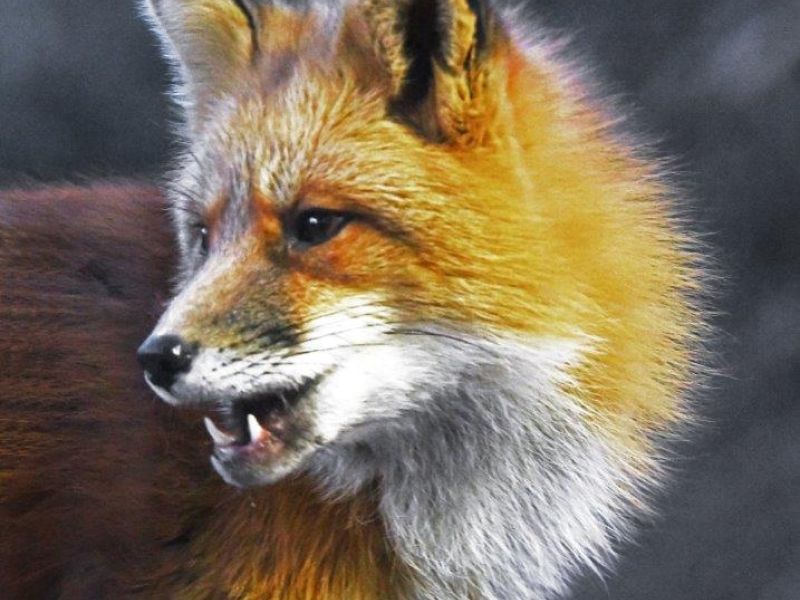 Fur, Feathers, and Affection - UPDATE December 15, 2023