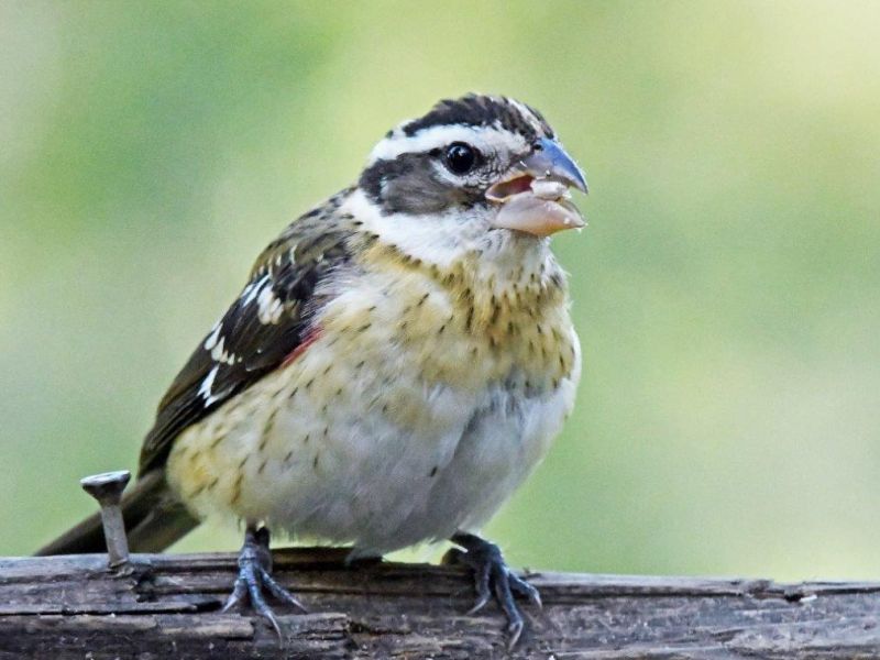 Birds and an Auction - UPDATE September 12, 2022