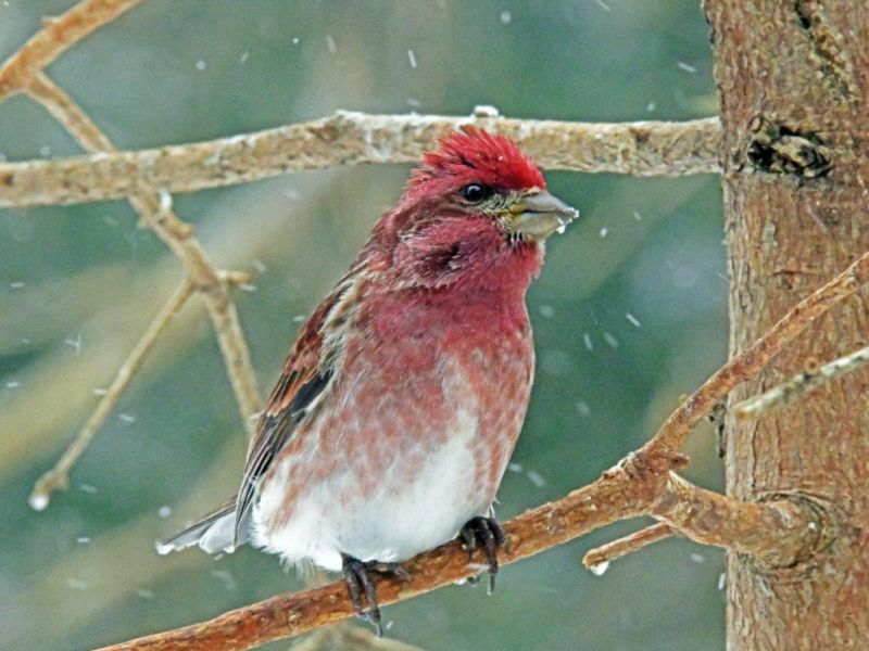 A Blizzard and a Buzz of Birds - UPDATE April 16, 2023
