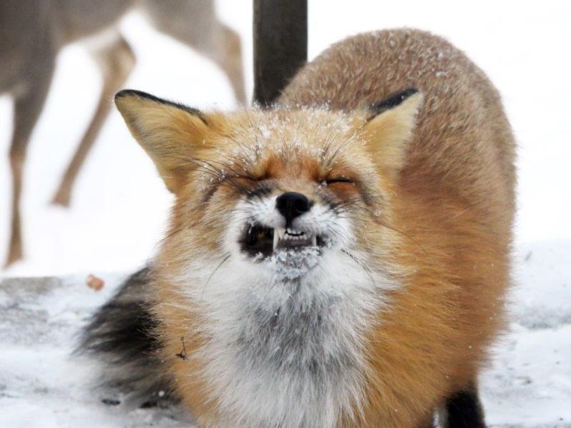 A Happy Fox, A New Visitor, and a Coyote - UPDATE January 15, 2024
