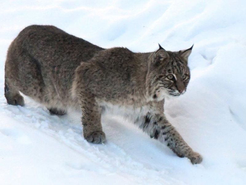 The Fox, A Bobcat, and a Worry - UPDATE January 13, 2022