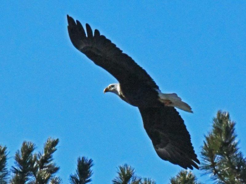 Eagle Excitement and a Happy Memory - UPDATE March 15, 2023