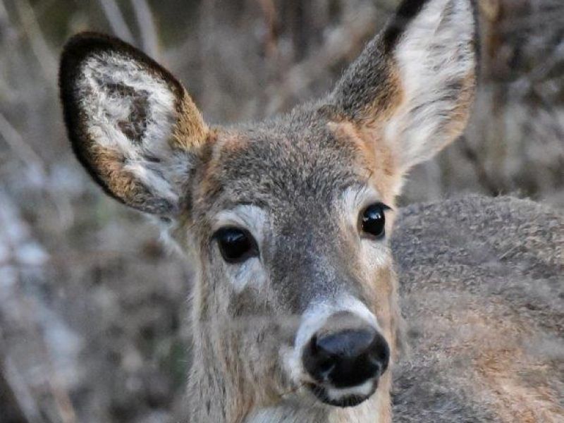 Bears! Birds, and Blossoms - UPDATE April 19, 2016