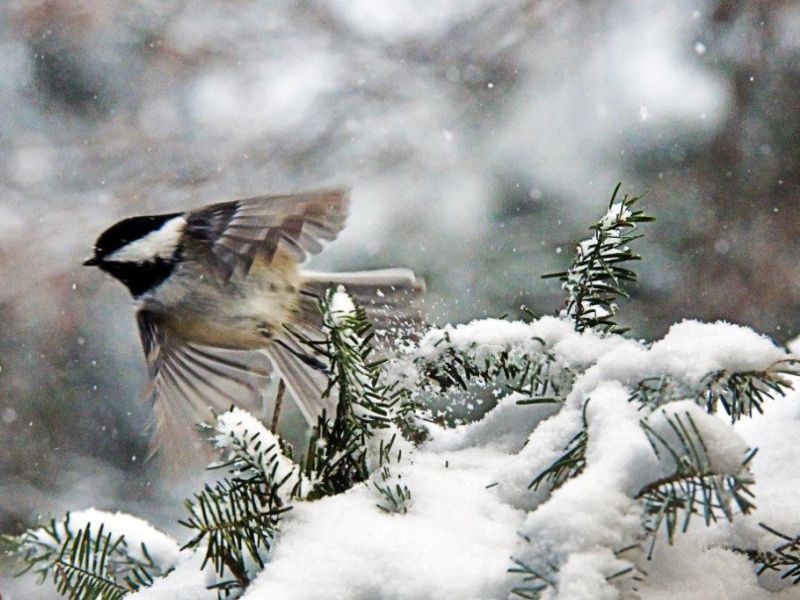 Snow, Spot, and a Narrow Escape - UPDATE January 30, 2021