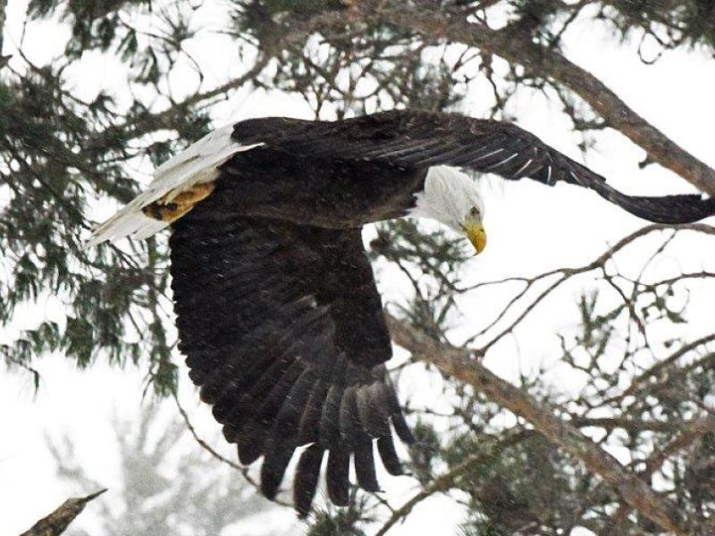 Hank the Tank, and a Cautious Eagle - UPDATE February 22, 2022