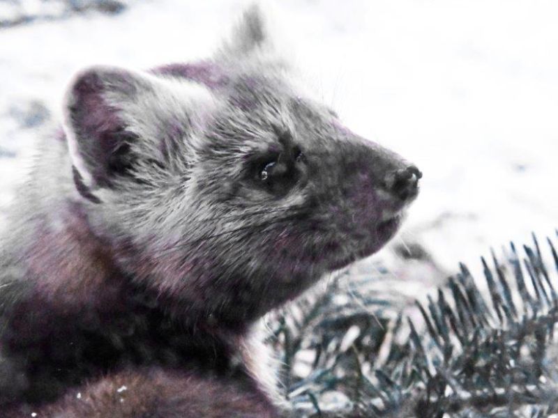 A Highlight, 20% Off, and the Christmas Card - UPDATE November 30, 2020