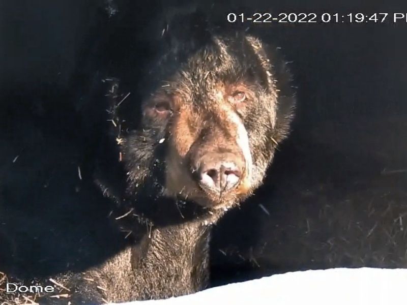 Ted, the Bobcat, Foxes, and Mentors - UPDATE January 24, 2022