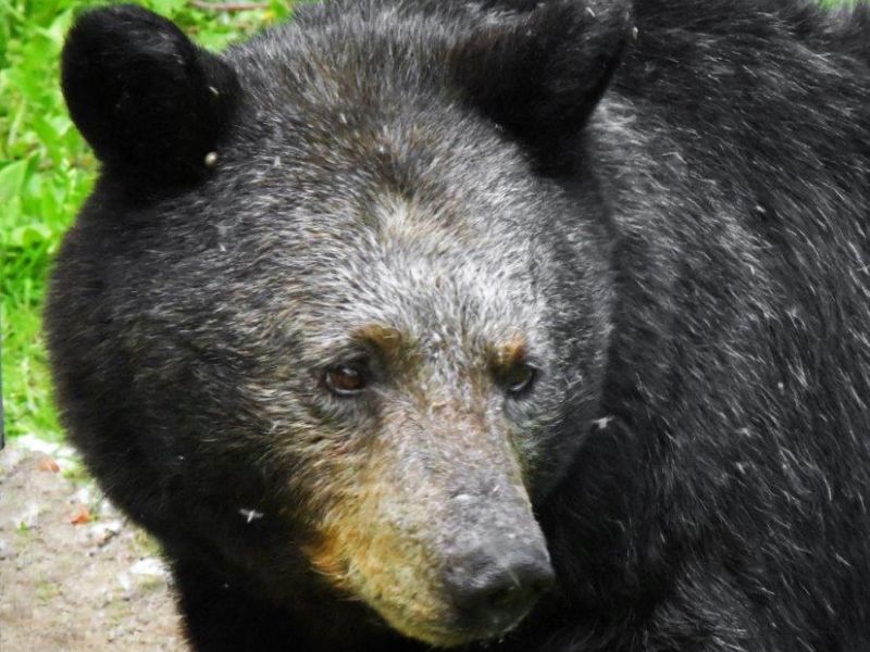Sharon’s Bear News, Lucy, Chloe, Pixie, and Dandelions - UPDATE June 9, 2022