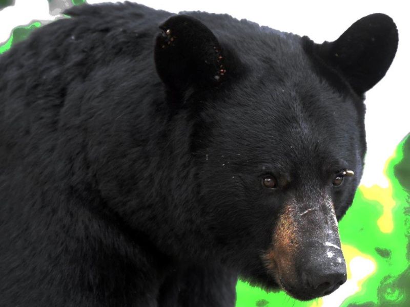 More on the Cubs, Ted on a Hot Day - UPDATE May 21, 2021   
