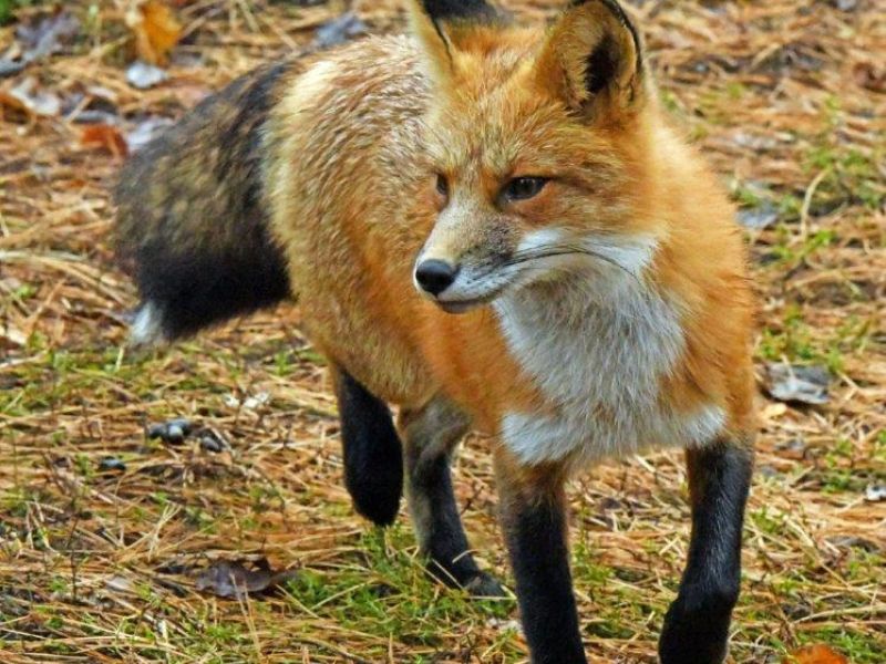 Breathing Easier, Bears, Tasha, Fox, Ducks - UPDATE October 16, 2022