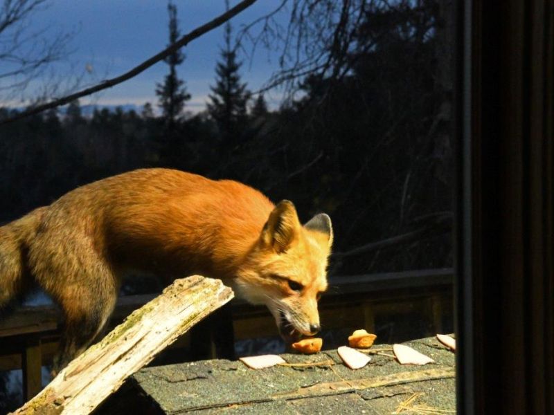 Piracy at the Bear Center, Wildlife Action at the WRI - UPDATE October 21, 2022