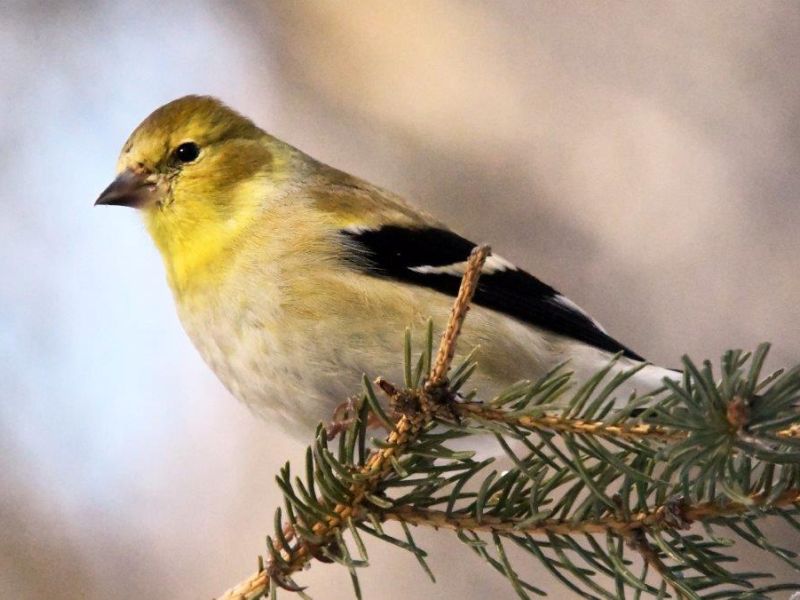 Fox is Elsewhere, A New Bird, and More - UPDATE February 26, 2023