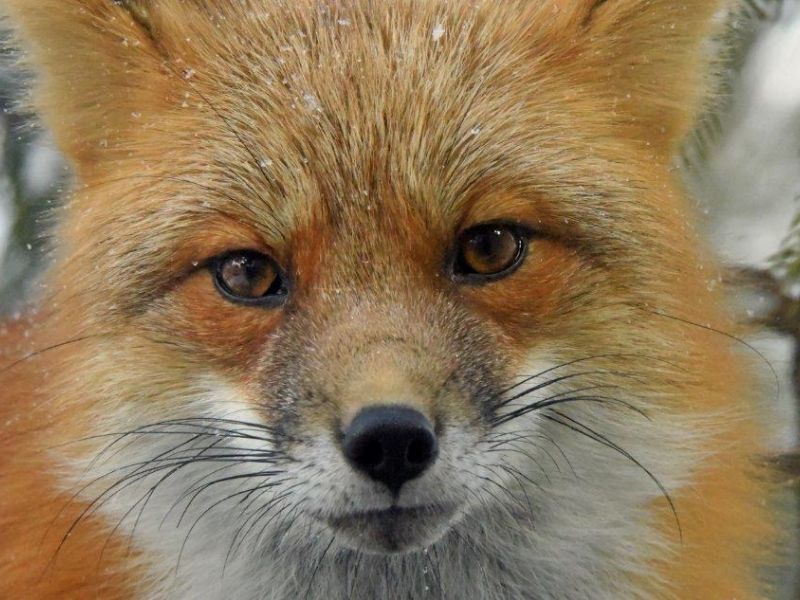 Wildlife Reactions - UPDATE November 13, 2022