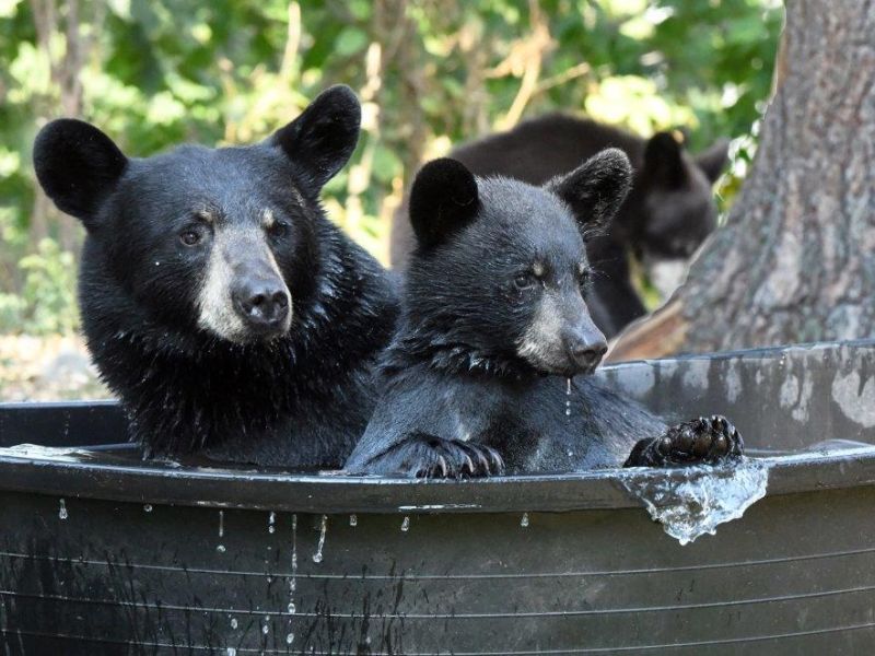 Tub Play - UPDATE August 9, 2021