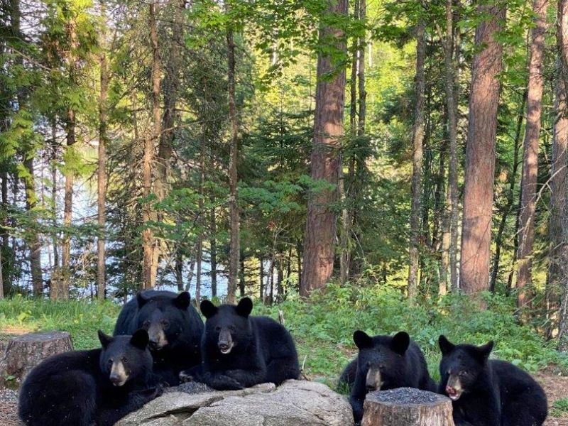 May 24, 2021 Sharon’s Bear News, RC and Cubs   