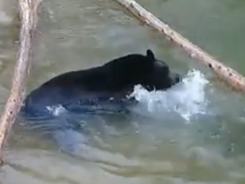 Bear News with Ted and Spencer - UPDATE May 29, 2022