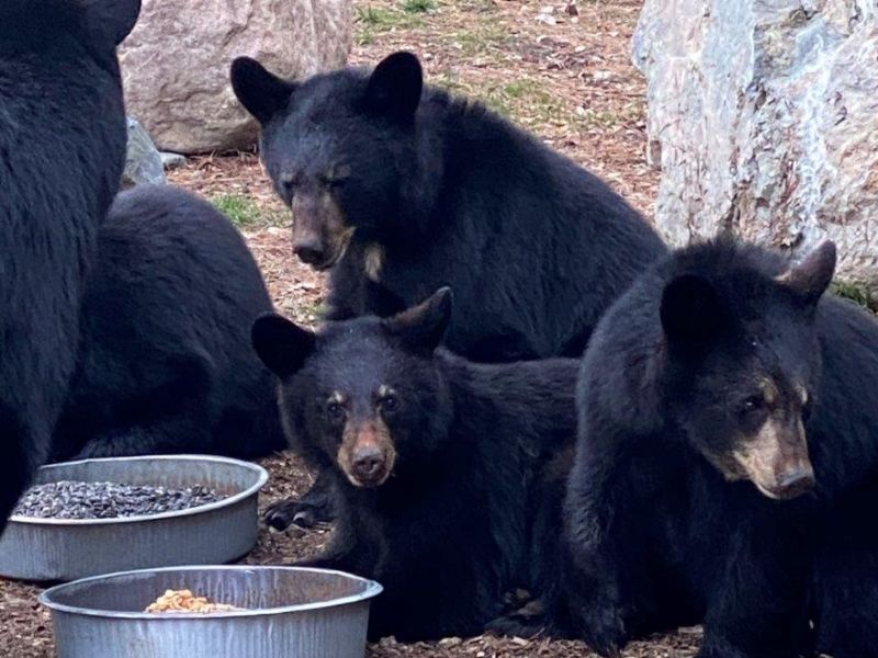 Jewel and Four Yearlings - UPDATE April 26, 2021