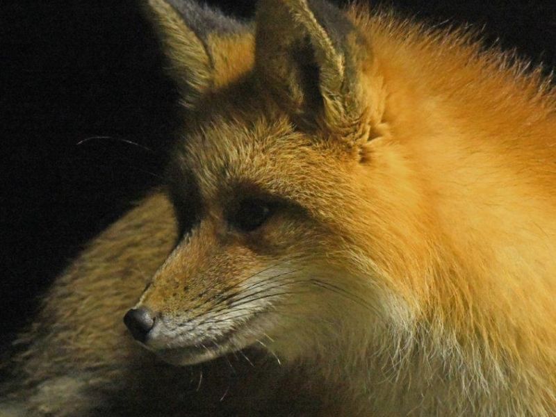 Tasha Out, Pretty Girl Here, and No Redpolls - UPDATE March 18, 2022