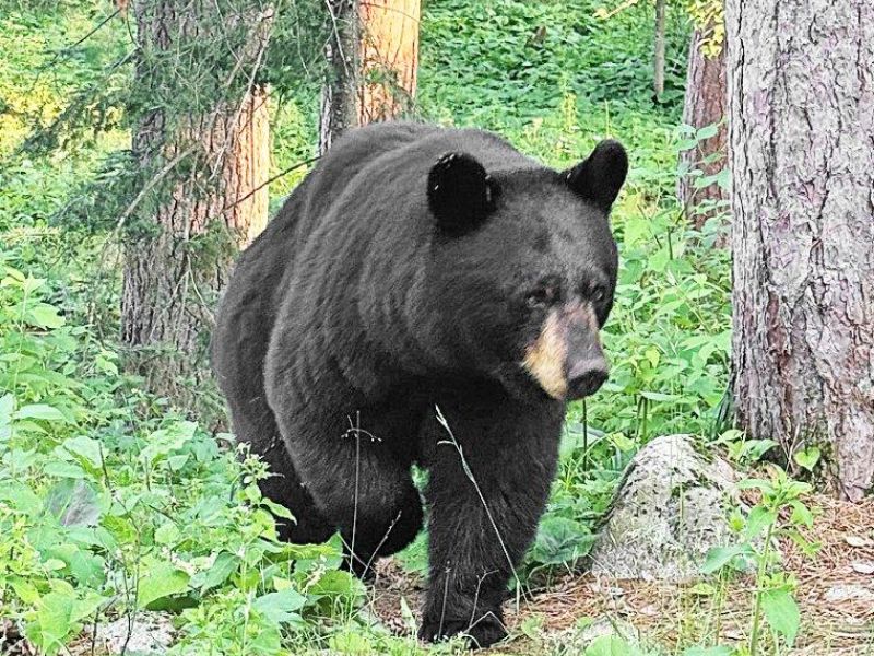 Bears Are Busting Out All Over - UPDATE July 10, 2024