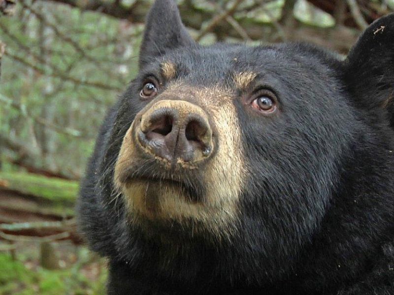 Bears I Look Forward to Seeing - UPDATE January 3, 2024