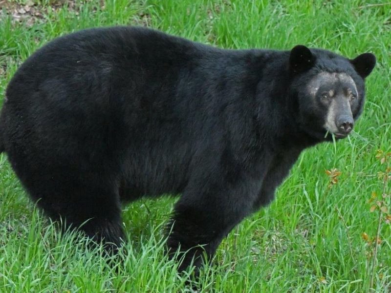 Blossoms, Bears, Birds of Beauty, and a Booboo - UPDATE May 20, 2023