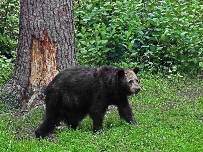 Shadow, Ted - UPDATE August 7, 2022