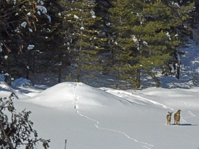 Memories of Two Special Bears that Touched Our Hearts - UPDATE February 7, 2023