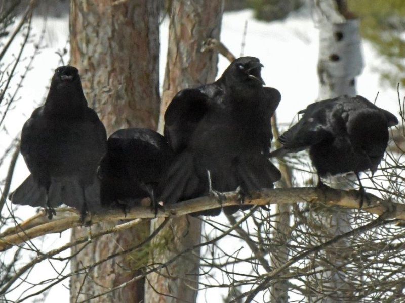 Wildlife Seen and Unseen - UPDATE March 22, 2023