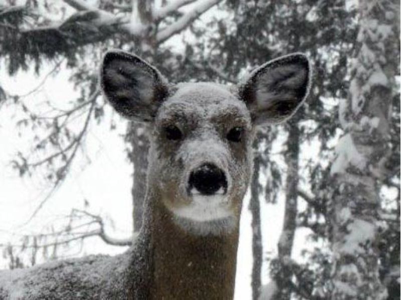 No Fox, No Bobcat, Just Snow - UPDATE February 5, 2022