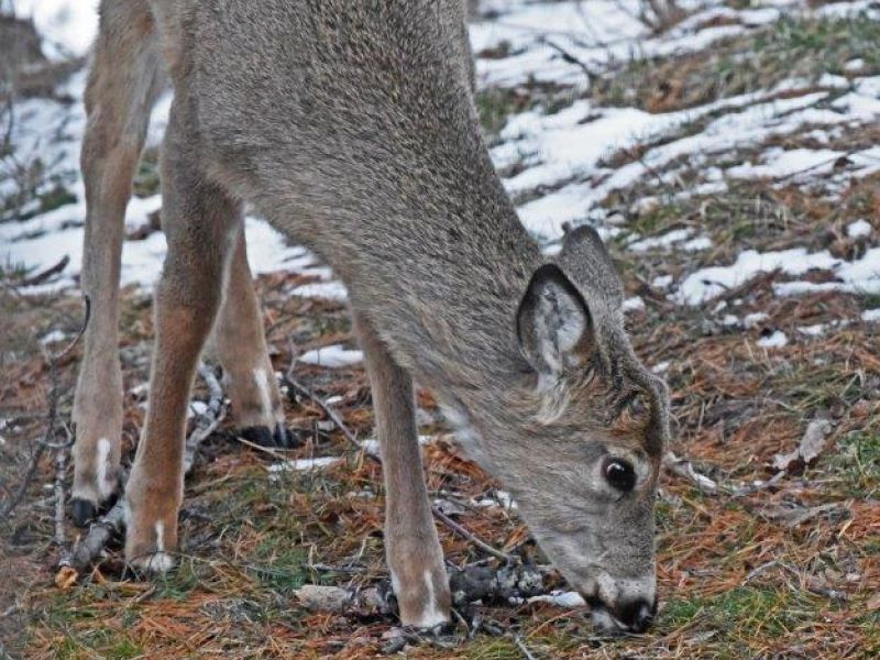 Energetic Holly, Snow Again - UPDATE April 5, 2016