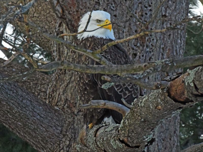 Breakfast for Birds, something Big for Bears - UPDATE November 28, 2025