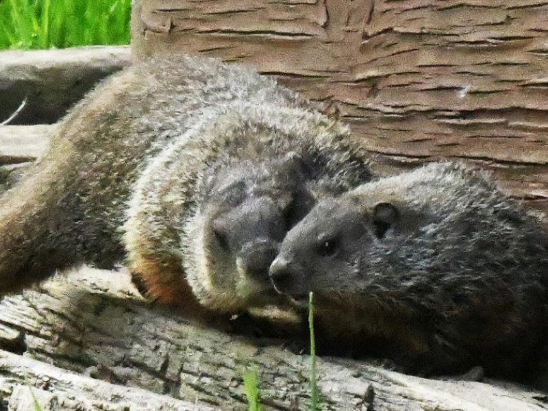 Woodchuck Mother and Four Babies - UPDATE June 11, 2022